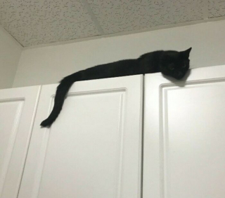 Illustration de l'article : 20 photos prouvant que défier les lois de la gravité est un véritable mode de vie pour les chats