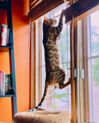 Illustration de l'article : 20 photos prouvant que défier les lois de la gravité est un véritable mode de vie pour les chats