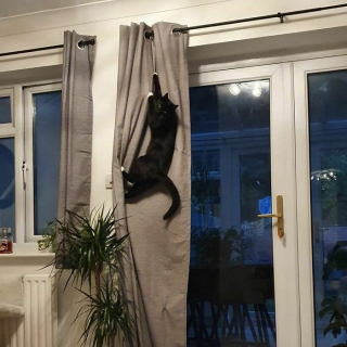 Illustration de l'article : 20 photos prouvant que défier les lois de la gravité est un véritable mode de vie pour les chats