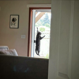 Illustration de l'article : 20 photos prouvant que défier les lois de la gravité est un véritable mode de vie pour les chats