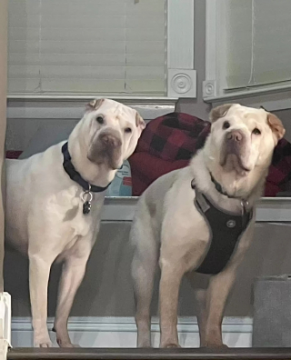 Illustration de l'article : Un couple adopte un chien qui ressemble étrangement à leur autre toutou. Un test ADN va les laisser sans voix
