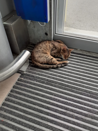 Illustration de l'article : Les usagers d’une gare réclament une statue à la mémoire du chat qui en était la mascotte