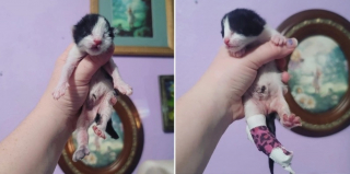 Illustration de l'article : 2 chatons nés avec le cordon ombilical enroulé autour de la patte doivent subir une amputation très risquée pour continuer à vivre