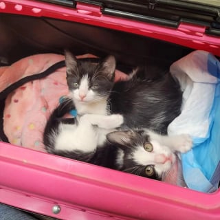 Illustration de l'article : 2 chatons nés avec le cordon ombilical enroulé autour de la patte doivent subir une amputation très risquée pour continuer à vivre