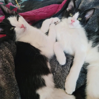 Illustration de l'article : 2 chatons nés avec le cordon ombilical enroulé autour de la patte doivent subir une amputation très risquée pour continuer à vivre