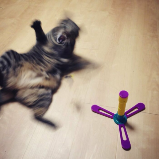 Illustration de l'article : 20 photos floues de chats qui ne tiennent jamais en place