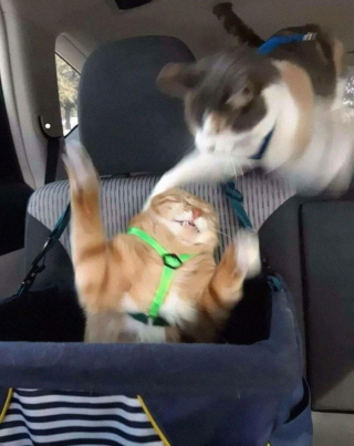 Illustration de l'article : 20 photos floues de chats qui ne tiennent jamais en place