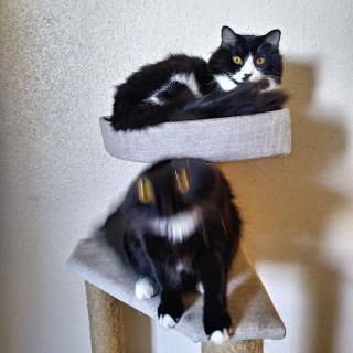 Illustration de l'article : 20 photos floues de chats qui ne tiennent jamais en place