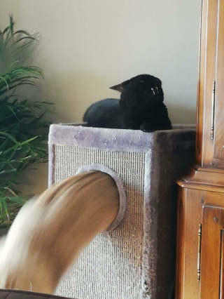 Illustration de l'article : 20 photos floues de chats qui ne tiennent jamais en place