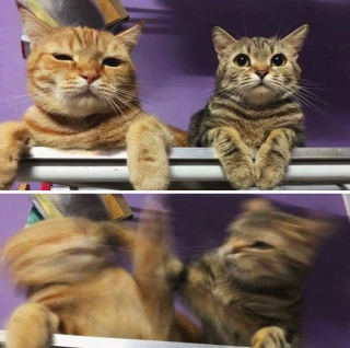 Illustration de l'article : 20 photos floues de chats qui ne tiennent jamais en place