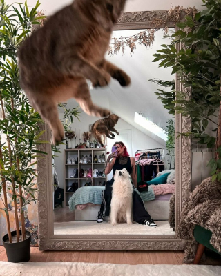 Illustration de l'article : 20 photos floues de chats qui ne tiennent jamais en place