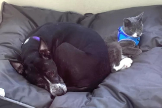 Illustration de l'article : Abandonnés ensemble dans un champ, c’est aussi côte à côte qu’un chien et un chat veulent connaître un nouveau départ