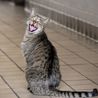 Illustration de l'article : Un chat errant s'est invité dans une caserne de pompiers 15 ans plus tôt et ne l'a plus quittée