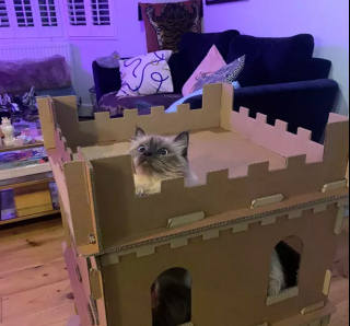 Illustration de l'article : 13 photos de chats et chiens dont l'histoire d'amour avec les boîtes en carton se passe moins bien que prévu