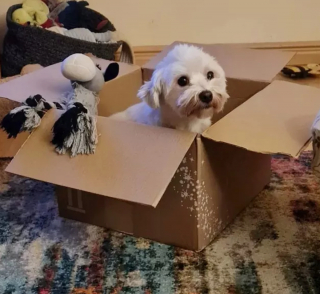 Illustration de l'article : 13 photos de chats et chiens dont l'histoire d'amour avec les boîtes en carton se passe moins bien que prévu