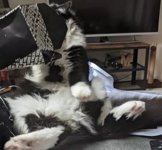 Illustration de l'article : 13 photos de chats et chiens dont l'histoire d'amour avec les boîtes en carton se passe moins bien que prévu