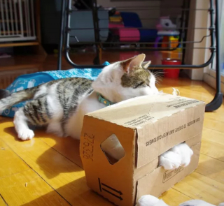 Illustration de l'article : 13 photos de chats et chiens dont l'histoire d'amour avec les boîtes en carton se passe moins bien que prévu