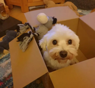 Illustration de l'article : 13 photos de chats et chiens dont l'histoire d'amour avec les boîtes en carton se passe moins bien que prévu