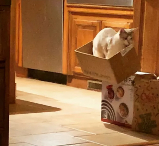 Illustration de l'article : 13 photos de chats et chiens dont l'histoire d'amour avec les boîtes en carton se passe moins bien que prévu