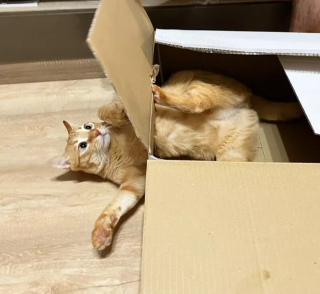 Illustration de l'article : 13 photos de chats et chiens dont l'histoire d'amour avec les boîtes en carton se passe moins bien que prévu