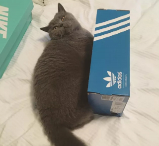 Illustration de l'article : 13 photos de chats et chiens dont l'histoire d'amour avec les boîtes en carton se passe moins bien que prévu