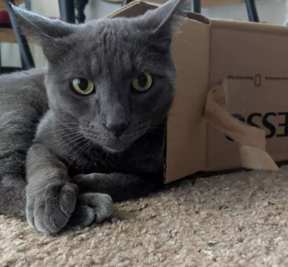 Illustration de l'article : 13 photos de chats et chiens dont l'histoire d'amour avec les boîtes en carton se passe moins bien que prévu