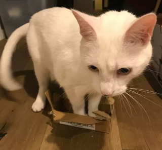 Illustration de l'article : 13 photos de chats et chiens dont l'histoire d'amour avec les boîtes en carton se passe moins bien que prévu