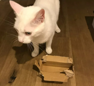 Illustration de l'article : 13 photos de chats et chiens dont l'histoire d'amour avec les boîtes en carton se passe moins bien que prévu