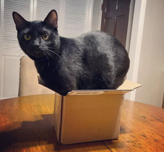 Illustration de l'article : 13 photos de chats et chiens dont l'histoire d'amour avec les boîtes en carton se passe moins bien que prévu