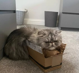 Illustration de l'article : 13 photos de chats et chiens dont l'histoire d'amour avec les boîtes en carton se passe moins bien que prévu