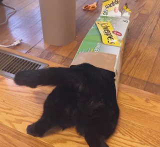 Illustration de l'article : 13 photos de chats et chiens dont l'histoire d'amour avec les boîtes en carton se passe moins bien que prévu