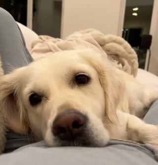 Illustration de l'article : Une Golden Retriever se métamorphose lorsqu’elle réalise que sa maîtresse est enceinte (vidéo)