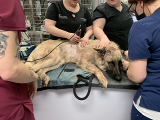 Illustration de l'article : Témoin de l'horreur et blessé par balles, un chien se bat pour rester en vie pendant 2 semaines