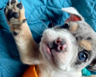 Illustration de l'article : Un Bouledogue Français se fait abandonner dès son plus jeune âge à cause de son handicap (vidéo)
