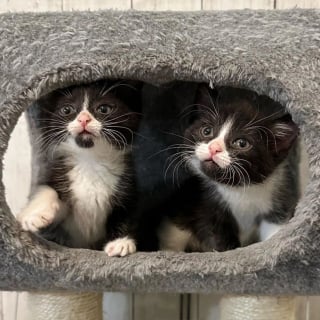 Illustration de l'article : L'instant touchant où un chat doit laisser partir les 2 chatons qu'il a pris sous son aile (vidéo)