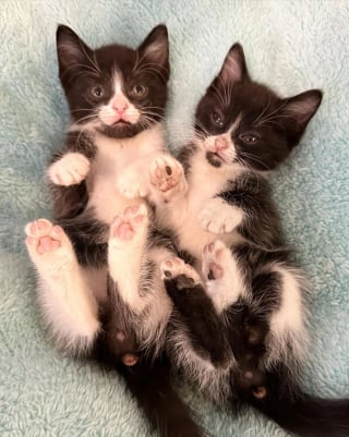 Illustration de l'article : L'instant touchant où un chat doit laisser partir les 2 chatons qu'il a pris sous son aile (vidéo)