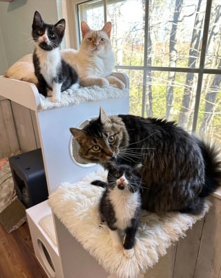 Illustration de l'article : L'instant touchant où un chat doit laisser partir les 2 chatons qu'il a pris sous son aile (vidéo)