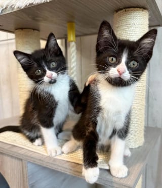 Illustration de l'article : L'instant touchant où un chat doit laisser partir les 2 chatons qu'il a pris sous son aile (vidéo)