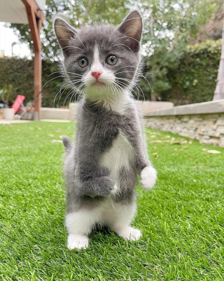 Illustration de l'article : Tulip, chaton aux pattes déformées, a la ferme intention de mener la plus heureuse des vies malgré son handicap