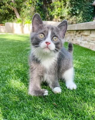 Illustration de l'article : Tulip, chaton aux pattes déformées, a la ferme intention de mener la plus heureuse des vies malgré son handicap