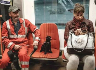 Illustration de l'article : 20 chats qui ont beaucoup à dire et qui ont bien l'intention de s'exprimer haut et fort