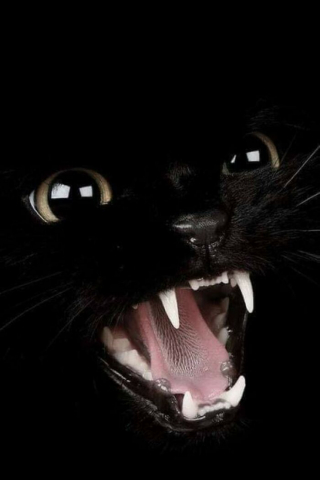 Illustration de l'article : 20 chats qui ont beaucoup à dire et qui ont bien l'intention de s'exprimer haut et fort