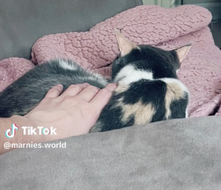 Illustration de l'article : Une maman chat endeuillée retrouve le sourire grâce à un évènement inattendu (vidéo)