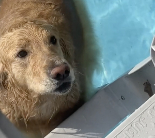 Illustration de l'article : Un Golden Retriever refuse de sortir de sa piscine et séduit des millions d'internautes (vidéo)