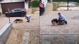 Illustration de l'article : Une chienne voit une voiture approcher et a une réaction émouvante en reconnaissant le conducteur (vidéo)