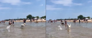 Illustration de l'article : La réaction attendrissante d'un chien pensant avoir perdu sa maîtresse à la plage (vidéo)