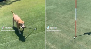 Article illustration: When a golfing Labrador Retriever outsmarts humans on the green (VIDEO)