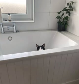 Illustration de l'article : 15 photos de chats s'invitant chez des voisins au hasard et prenant leurs aises