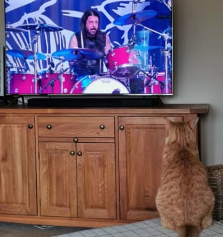 Illustration de l'article : 15 photos de chats s'invitant chez des voisins au hasard et prenant leurs aises
