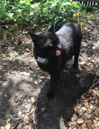 Illustration de l'article : 15 photos de chats s'invitant chez des voisins au hasard et prenant leurs aises